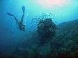 Australijska Wielka Rafa Koralowa - podwodny świat baśni  				 / Atrakcje turystyczne  				 / W podróży  				 / Dla podróżników