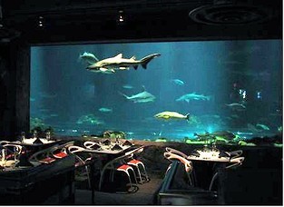 Sharks Underwater Grill- SeaWorld Orlando  				 / Katalog restauracji  				 / Przydatne katalogi